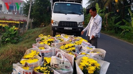 Người dân thoả thích lựa chọn hoa Tết tại vườn Tiền Giang- Bến Tre