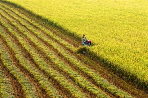 Mùa xuân từ những cánh đồng