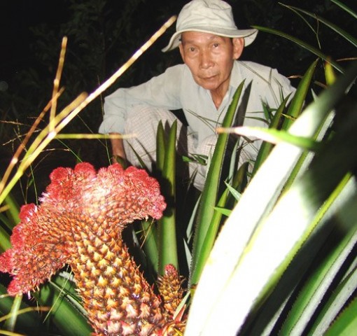 Lão nông nửa đêm đội đèn chăm khóm phụng dáng "độc" bán Tết