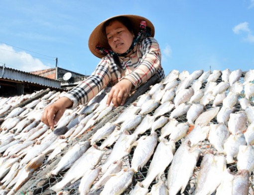 Làng khô cá lớn nhất đất Mũi rộn ràng ngày tết