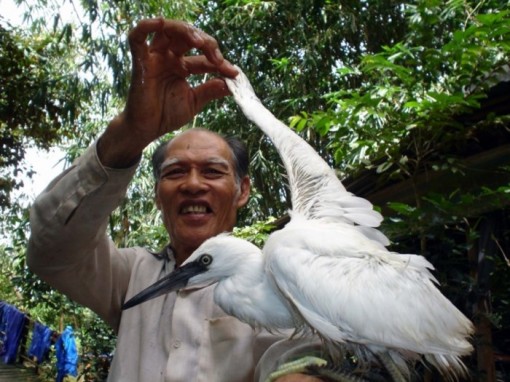 Cánh cò bay lả, bay la…