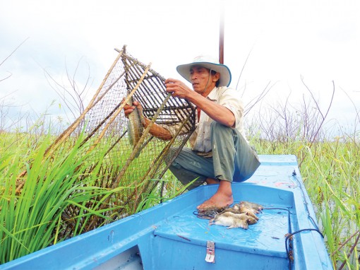 Cá đồng mùa cạn