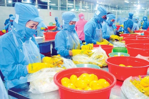 Tiền Giang - Phát triển kinh tế và an sinh xã hội, bảo vệ môi trường