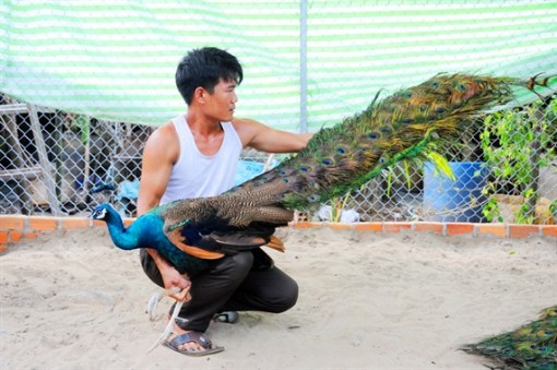 Cận cảnh trang trại nuôi chim công giữa lòng thành phố Cần Thơ