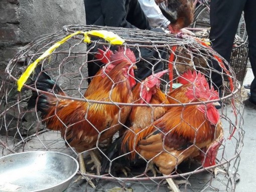 Những phiên chợ kỳ lạ chỉ họp một lần vào dịp Tết Nguyên đán