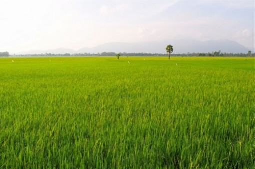 Vận hội mới cho nền nông nghiệp An Giang