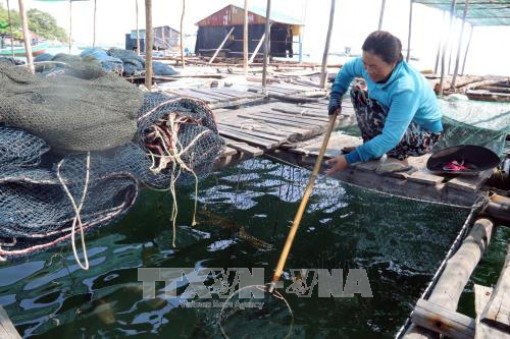 Phát triển nghề nuôi cá lồng bè trên biển