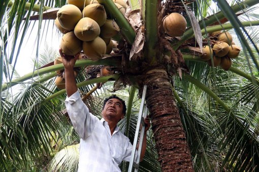 Kiếm hàng trăm triệu đồng từ trồng dừa, trồng sen