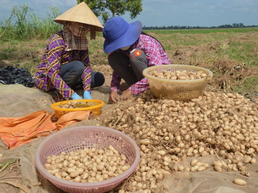 Sóc Trăng: Củ lùn giá cao, nông dân phấn khởi