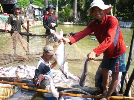 Nuôi cá tra lãi lớn, nhiều người trả được nợ, ăn Tết to