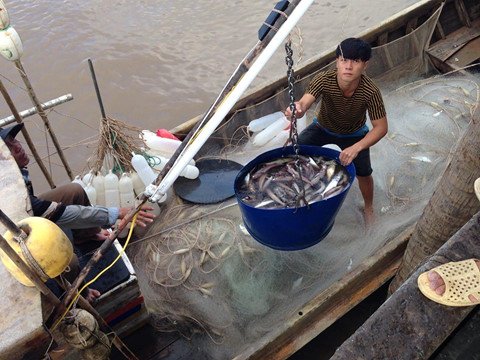 Cà Mau: Ngư dân trúng đậm cá khoai