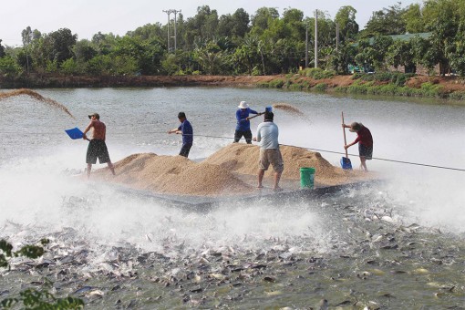 Cá tra có nhiều triển vọng phát triển