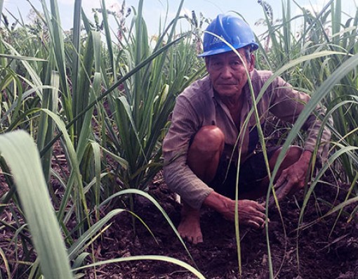 Nông dân trồng mía lo lắng