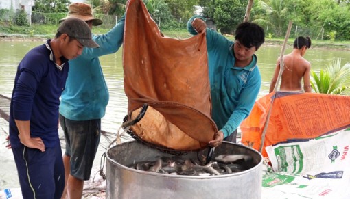 Sau Tết, giá cá lóc tăng