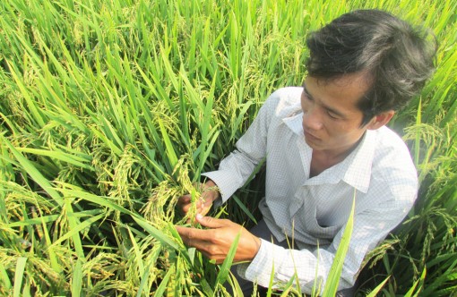 Sau tết, nông dân tập trung chăm sóc lúa