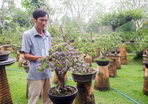 Bến Tre: Sản xuất kiểng bonsai hiệu quả kinh tế cao