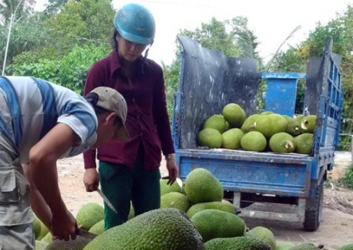 Giá mít Thái "lên cơn sốt": Nhà vườn hái không kịp bán