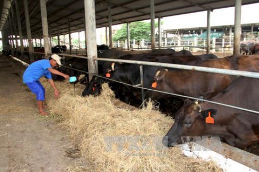 Giá bò hơi giảm mạnh, nông dân Trà Vinh lỗ nặng