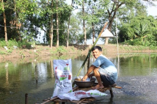 Người nuôi cá lóc lời 8.000-9.000 đ/kg