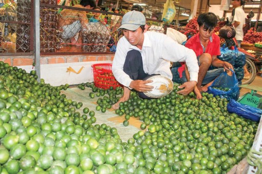 Chanh và mít Thái bán được giá cao