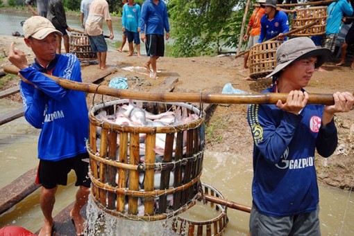 Cá tra lập kỳ tích