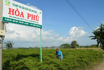 “Tiếp sức” cho rau an toàn