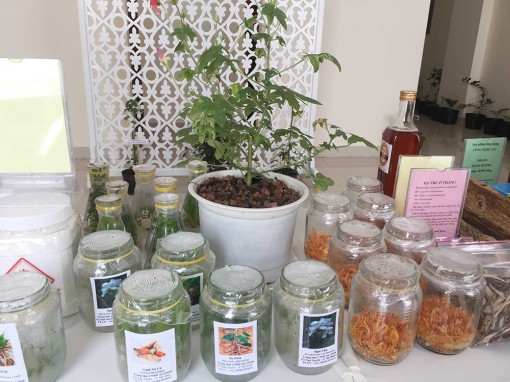 Khai thác tiềm năng, thế mạnh từ dược liệu