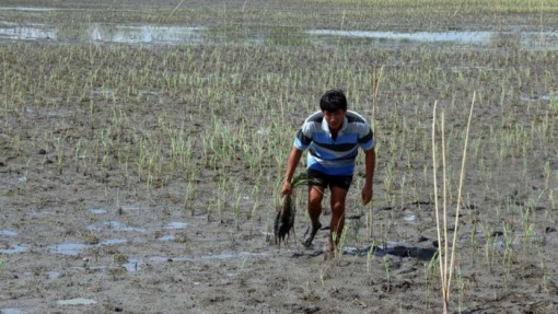 Bến Tre: Độ mặn 4‰ xâm nhập vào đất liền gần 40 km
