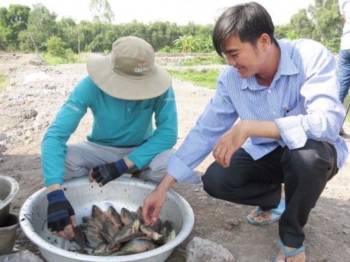 Giá cá tăng, người nuôi phấn khởi