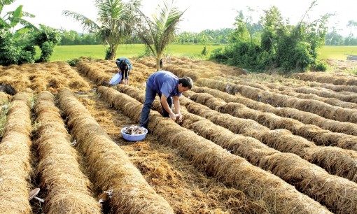 Đừng bỏ phí rơm rạ