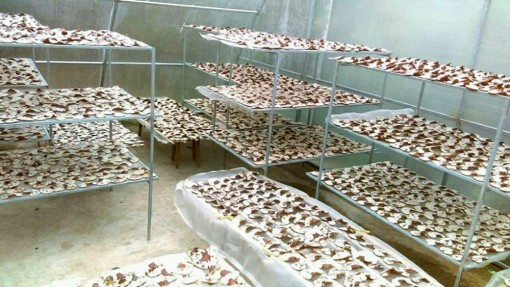 Sản xuất thử nghiệm thành công nấm linh chi theo hướng công nghệ cao