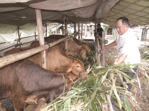 Người chăn nuôi tiếp tục gặp khó