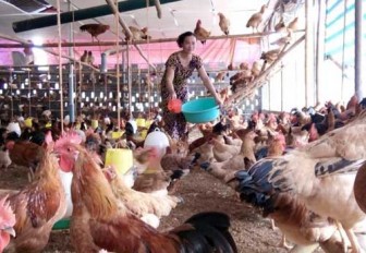 Mỗi năm xuất bán 25.000 gà thả đồi tự nhiên, lãi ròng 600 triệu đồng