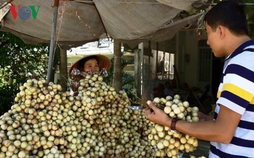 Cần Thơ phát triển vùng chuyên canh cây ăn trái xuất khẩu