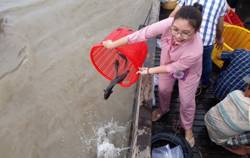 Thả hơn 2 tấn cá, tôm giống xuống sông Cổ Chiên