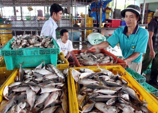 Kiên Giang: Người dân gặp khó vì dự án cảng cá... 'nằm trên giấy' gần 16 năm