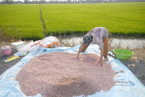 Giá phân bón tăng, nông dân lo lắng