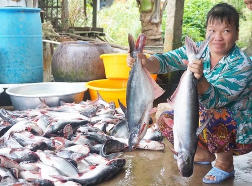 Bao tiêu nuôi cá tra đạt tiêu chuẩn xuất khẩu sang Mỹ thấp nhất 24.000 đ/kg