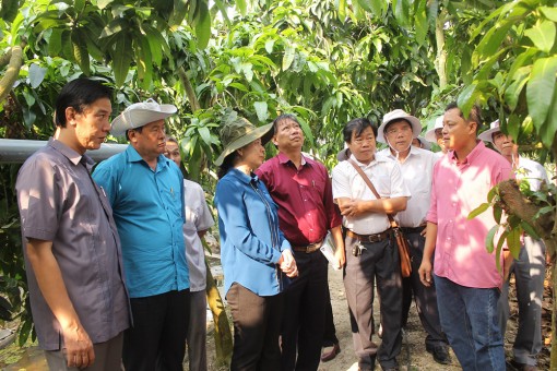 Bí thư Tỉnh ủy khảo sát mô hình sản xuất nông nghiệp và du lịch huyện Chợ Mới