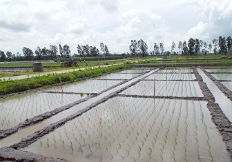 VnSAT góp phần tái cơ cấu nông nghiệp An Giang