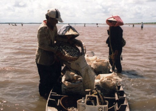 Nghêu chết hàng loạt tại Bến Tre