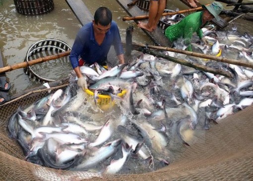 Cá tra cho lãi 'khủng', người nuôi vẫn... sợ