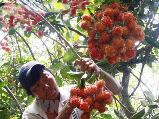 Chôm chôm Việt Nam chính thức thâm nhập vào thị trường New Zealand
