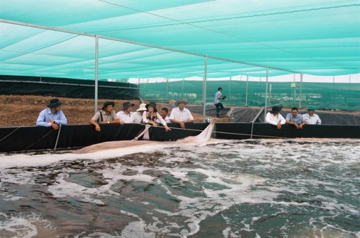Cần đầu tư mạnh nuôi tôm nước lợ vùng U Minh Thượng