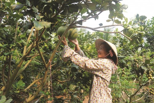 Khi người nông dân tự tạo sản phẩm du lịch