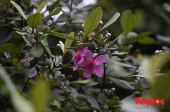Quyến rũ “con đường hoa sim” trên bán đảo Sơn Trà