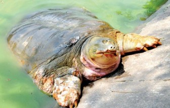 Phát hiện thêm một cá thể rùa Hoàn Kiếm tại Hà Nội