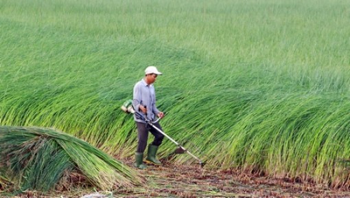 Lác được mùa, trúng giá, nông dân lời khá