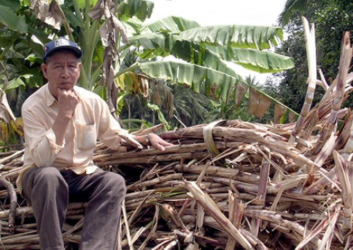 Đồng bằng sông Cửu Long: Ngành mía đường gặp khó