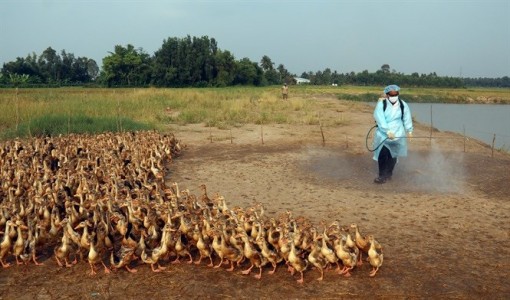 Hậu Giang phòng, chống nguy cơ dịch bệnh từ vịt chạy đồng